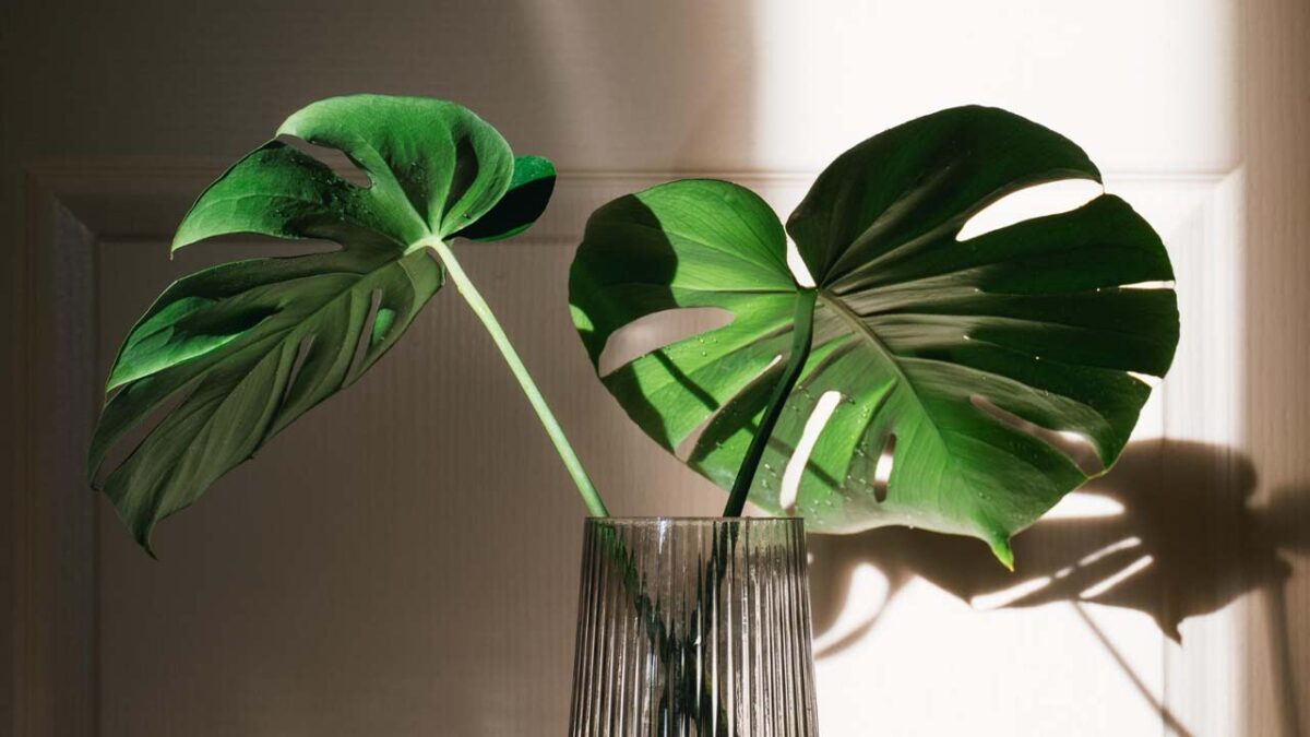 Monstera (Monkey Leaf) in huis