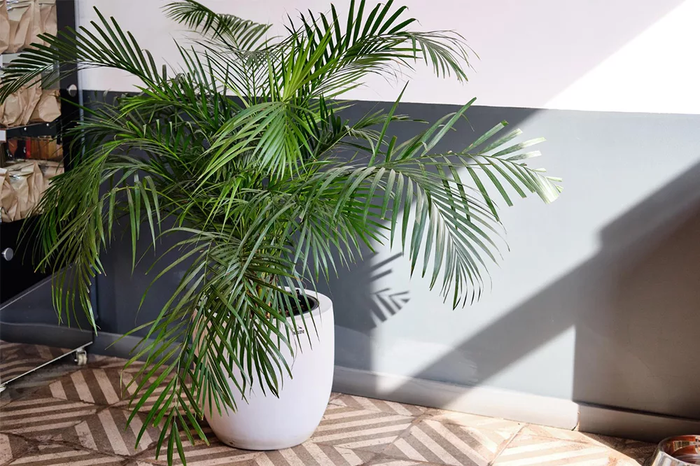 Areca palm kan je woonkamer koel houden