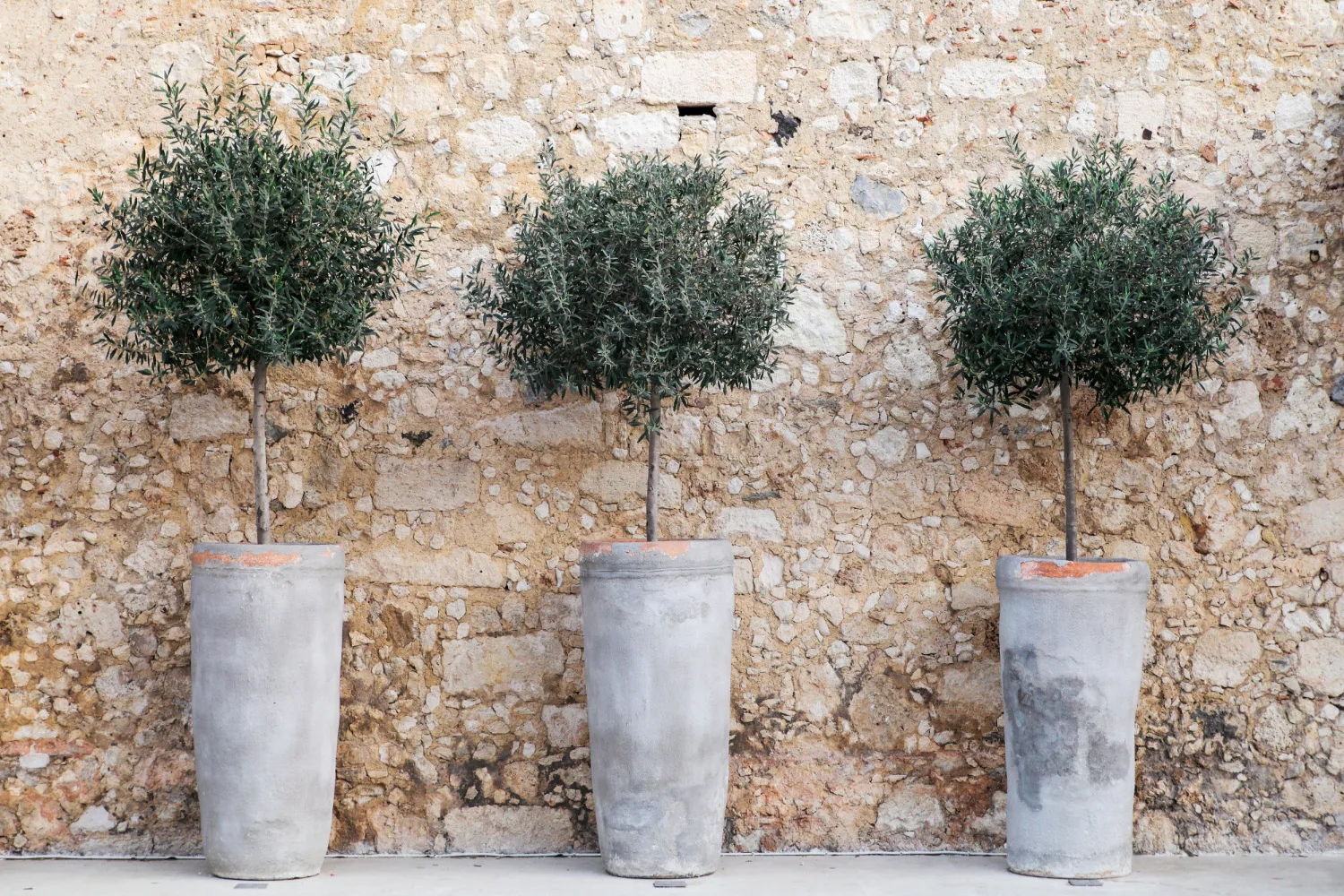 Thuis een Mediterrane tuin maken