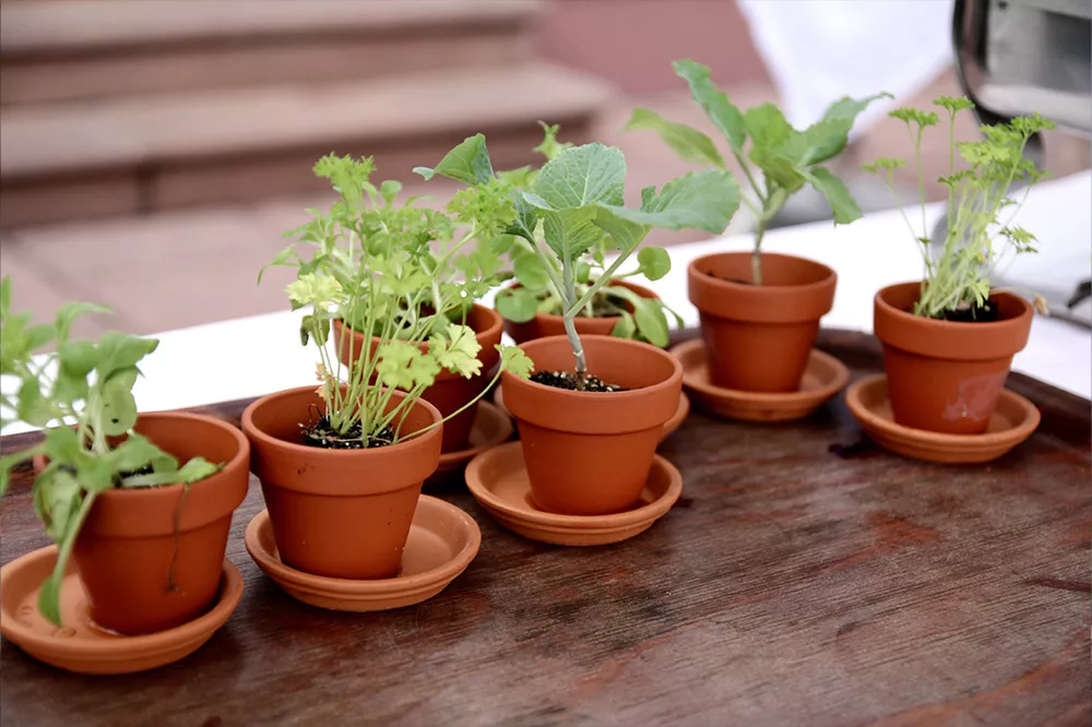 Start je mini moestuin in potjes